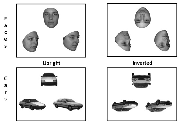 Figure. Examples of different displays/trials of stimuli.