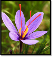 The Greek Crocus sativus L. flower