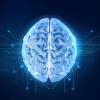 brain image